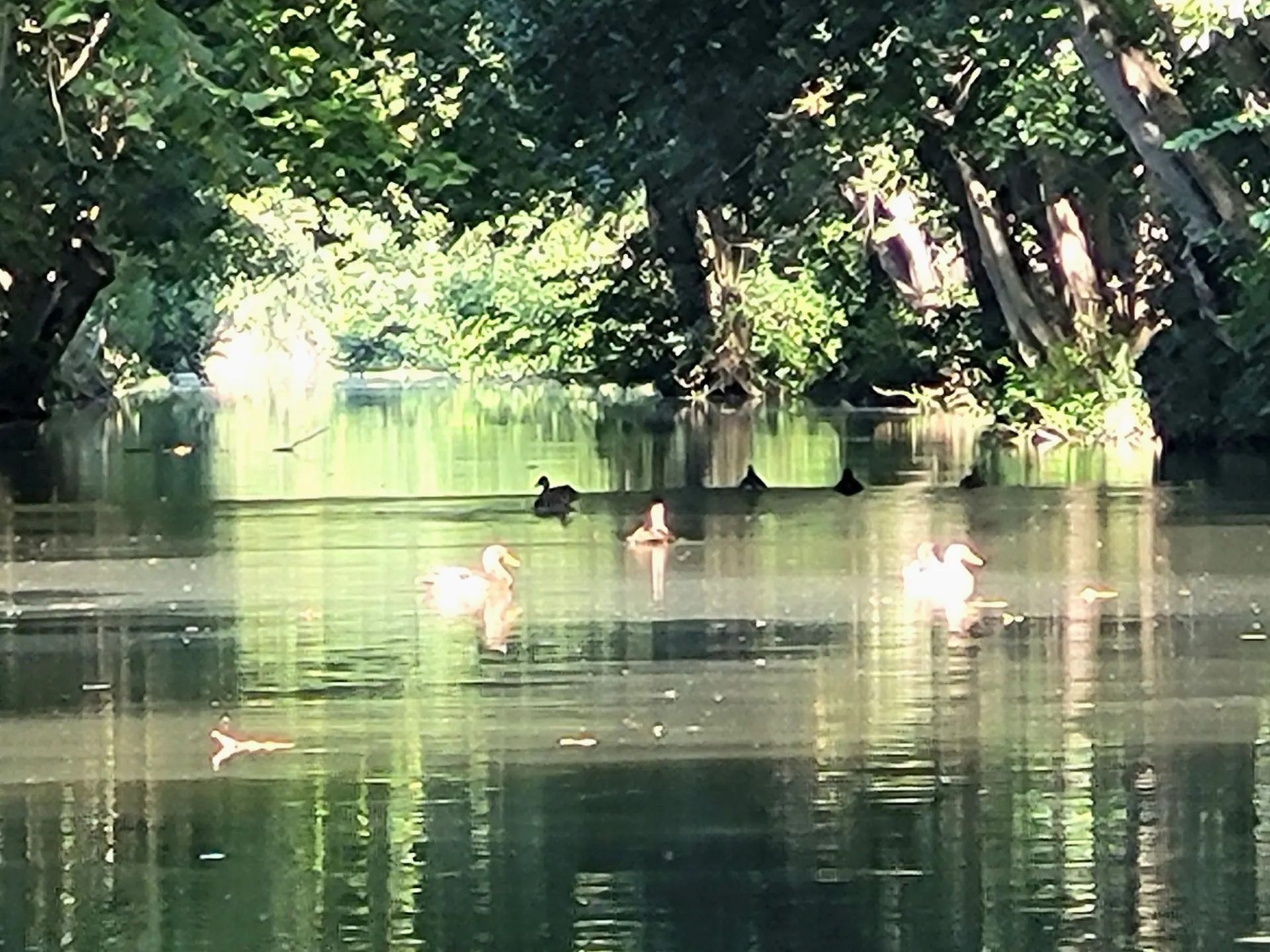Promenade en barque traditionnelle sur les canaux du Marais Poitevin, la Venise Verte